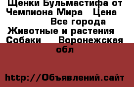 Щенки Бульмастифа от Чемпиона Мира › Цена ­ 1 000 - Все города Животные и растения » Собаки   . Воронежская обл.